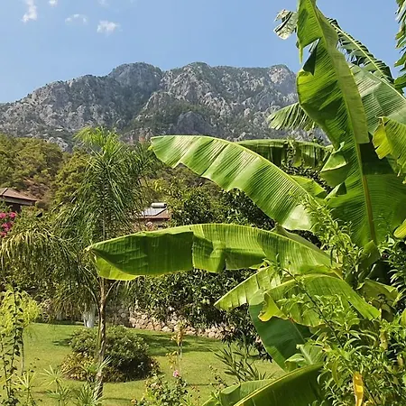 Citrus Garden