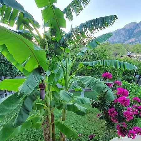 Citrus Garden